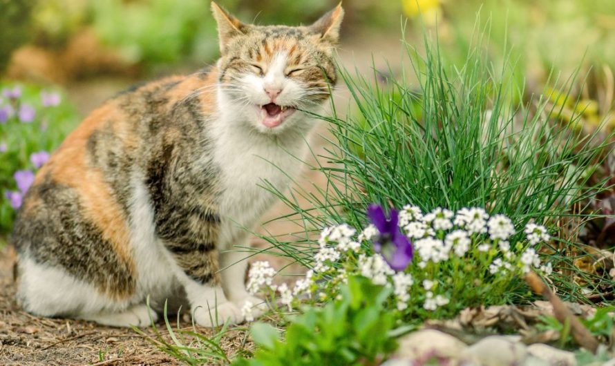 Que faire pour éviter que les chats viennent dans le jardin ? 